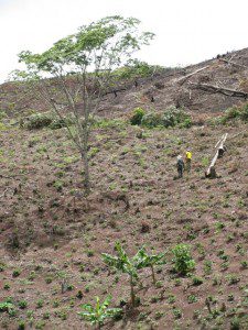 Planting Coffee at High Elevation